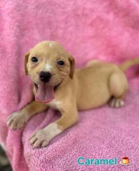 Caramel -  Labrador Retriever and American Staffordshire Terrier Dog for Adoption in Liverpool, Texas - Caramel | PetCurious