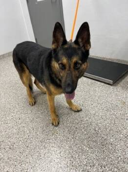 Rescue German Shepherd Dog and Mixed Breed Dogs for Adoption in Gastonia, North Carolina - 59842322 | PetCurious