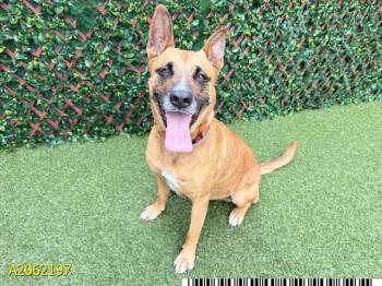 Mixed Breed Dogs Available for Adoption in West Palm Beach, Florida - SOPHIA | PetCurious