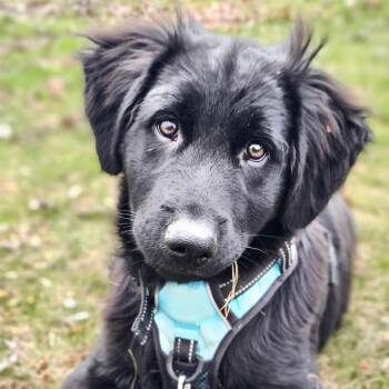 Prints (Kringle) -  English Shepherd and Golden Retriever Dog for Adoption in Union City, Pennsylvania - Prints (Kringle) | PetCurious