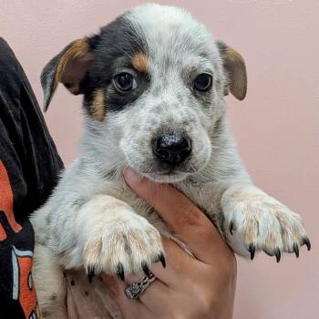 Recess -  Cattle Dog and Australian Cattle Dog Blue Heeler Dog for Adoption in Huntsville, Arkansas - Recess | PetCurious