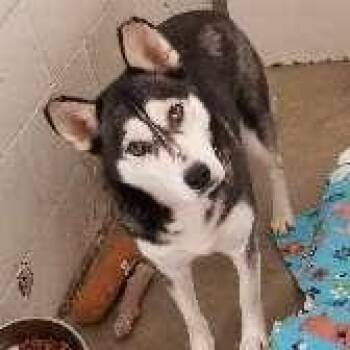 SOLEIL -  Husky Dog for Adoption in Seymour, Indiana - SOLEIL | PetCurious