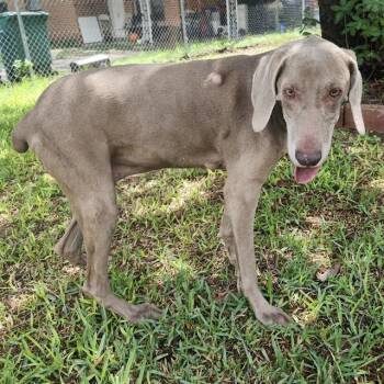 Weimaraner Dogs Available for Adoption in San Antonio, Texas - PIPER | PetCurious