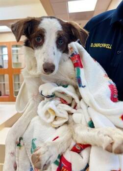 MONTANA -  Border Collie and Mixed Breed Dog for Adoption in Thousand Palms, California - MONTANA | PetCurious