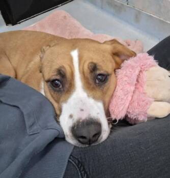 Pit Bull Terrier Dogs Available for Adoption - Maizy | PetCurious