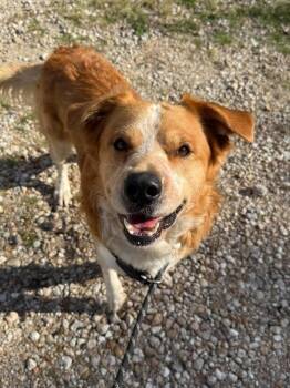 Flynn Rider -  Great Pyrenees and Cattle Dog Dog for Adoption in Aurora, Colorado - Flynn Rider | PetCurious