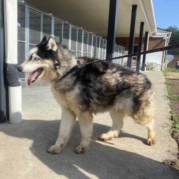 Winter -  Husky Dog for Adoption in King George, Virginia - Winter | PetCurious