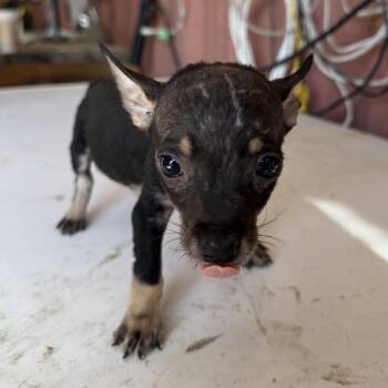 Turnip -  Chihuahua Dog for Adoption in Allen, Texas - Turnip | PetCurious