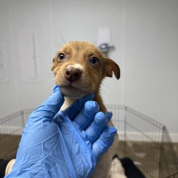 Mixed Breed Dogs Available for Adoption - Cumin | PetCurious