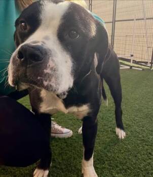 Rescue American Bulldog Dogs for Adoption in Suffolk, Virginia - Kiki | PetCurious