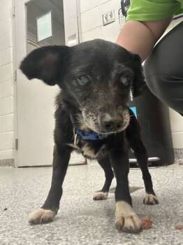 Rescue Dachshund and Mixed Breed Dogs for Adoption in Knoxville, Tennessee - Little Girl | PetCurious