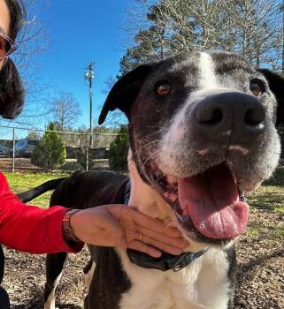 Pit Bull Terrier Dogs Available for Adoption - Ace **Courtesy Post. Out Of Town Pet. See Below For Details** | PetCurious