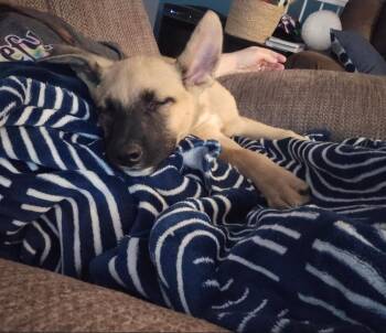 German Shepherd Dog Dogs Available for Adoption in Plattsmouth, Nebraska - Levi | PetCurious