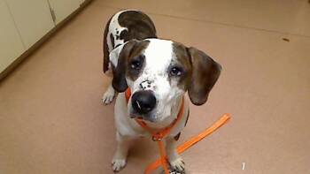 Plott Hound and Mixed Breed Dogs Available for Adoption in Cookeville, Tennessee - BUCKY | PetCurious