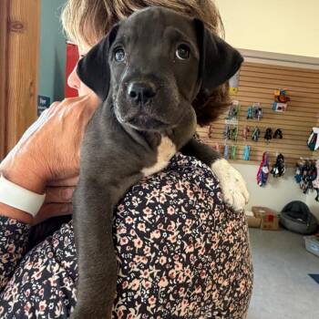 Oreo -  Mixed Breed Dog for Adoption in Morristown, Vermont - Oreo | PetCurious