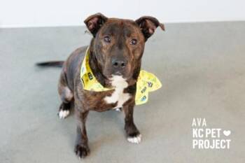 Ava -  Pit Bull Terrier and Mixed Breed Dog for Adoption in Kansas City, Missouri - Ava | PetCurious