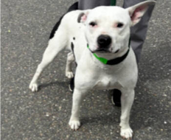 Rescue Pit Bull Terrier Dogs for Adoption in Stockton, California - Turbo | PetCurious