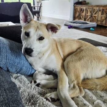 Sienna -s -  Husky and Jindo Dog for Adoption in Sequatchie, Tennessee - Sienna -s | PetCurious