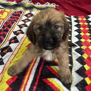 Poodle and Golden Retriever Dogs Available for Adoption in Loxahatchee Groves, Florida - Patrick 8340 | PetCurious