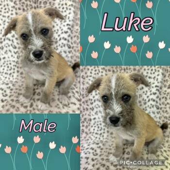 Luke -  Wirehaired Terrier Dog for Adoption in Manchester, Connecticut - Luke | PetCurious