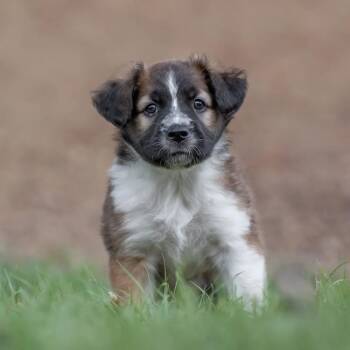 Galaxy Pup - Starburst -  Shepherd and Golden Retriever Dog for Adoption in San Diego, California - Galaxy Pup - Starburst | PetCurious