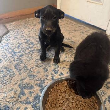 Piggy -  Mixed Breed Dog for Adoption in Greenville, South Carolina - Piggy | PetCurious