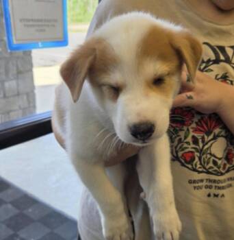 Despres / Lenny -  Labrador Retriever and Mixed Breed Dog for Adoption in Broomfield, Colorado - Despres / Lenny | PetCurious