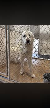 Great Pyrenees Dogs Available for Adoption - Walker HTX | PetCurious