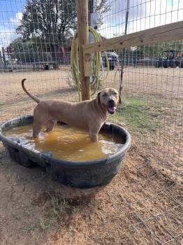Rescue Rhodesian Ridgeback Dogs for Adoption in Seguin, Texas - Chase | PetCurious