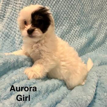Mixed Breed Dogs Available for Adoption - Aurora | PetCurious