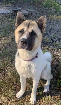 Rescue Akita Dogs for Adoption in Mckeesport, Pennsylvania - Thor | PetCurious
