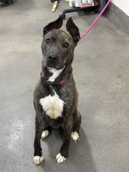 ZAMORA -  Pit Bull Terrier and Mixed Breed Dog for Adoption - ZAMORA | PetCurious