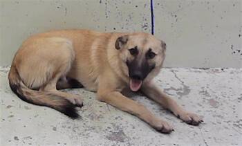 GWEN -  German Shepherd Dog Dog for Adoption in Houston, Texas - GWEN | PetCurious