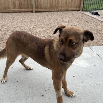 Copper -  Australian Cattle Dog Blue Heeler Dog for Adoption in Seward, Nebraska - Copper | PetCurious