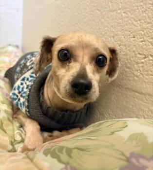 Shih Tzu Dogs Available for Adoption in Hagerstown, Maryland - NANO | PetCurious