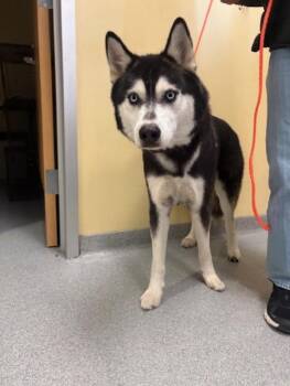 Siberian Husky Dogs Available for Adoption in Tustin, California - KANO | PetCurious