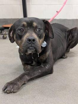 Pit Bull Terrier and Mixed Breed Dogs Available for Adoption - A568456 | PetCurious