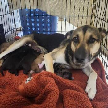 German Shepherd Dog Dogs Available for Adoption - Glacier | PetCurious