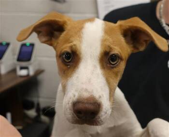 Rescue Mixed Breed Dogs for Adoption in Columbia, South Carolina - SQUIGGLES | PetCurious