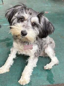 Schnauzer Dogs Available for Adoption in Claremont, California - Willow | PetCurious