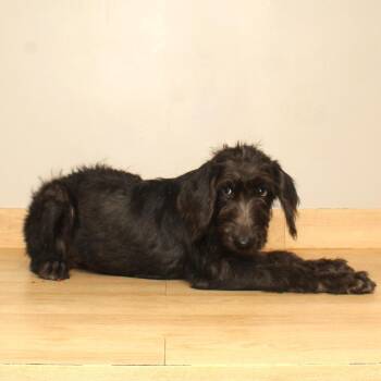 Edena D71166 -  Black Labrador Retriever and Poodle Dog for Adoption in Minnetonka, Minnesota - Edena D71166 | PetCurious