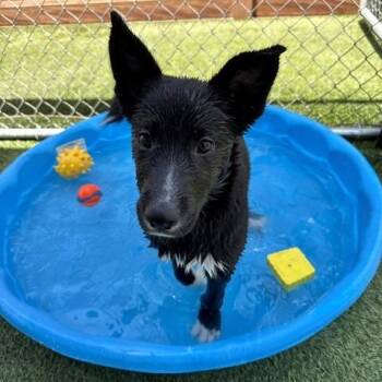 Sulai -  Collie and Mixed Breed Dog for Adoption in Long Beach, California - Sulai | PetCurious