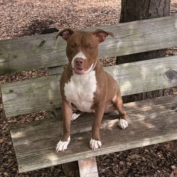 Nami- 53235 -  Pit Bull Terrier Dog for Adoption in Columbia, Maryland - Nami- 53235 | PetCurious