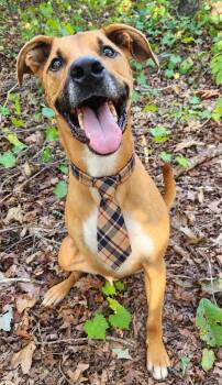 Jasper -  Mountain Cur and Black Mouth Cur Dog for Adoption in Pelzer, South Carolina - Jasper | PetCurious