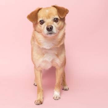 Tails -  Mixed Breed Dog for Adoption in Hailey, Idaho - Tails | PetCurious