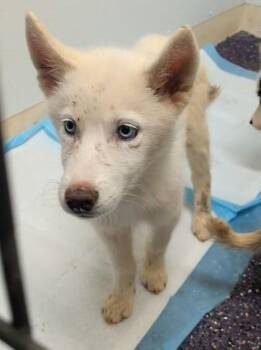 Robber -  Siberian Husky and Mixed Breed Dog for Adoption in Divide, Colorado - Robber | PetCurious