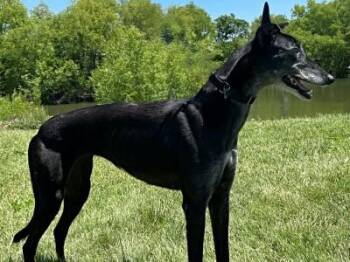Meg (aka Kid Larry) -  Greyhound Dog for Adoption in Dallas, Texas - Meg (aka Kid Larry) | PetCurious