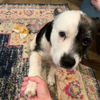 Pit Bull Terrier and Standard Schnauzer Dogs Available for Adoption - Maeve O