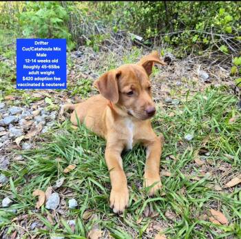 Black Mouth Cur and Catahoula Leopard Dog Dogs Available for Adoption in Oviedo, Florida - Drifter | PetCurious