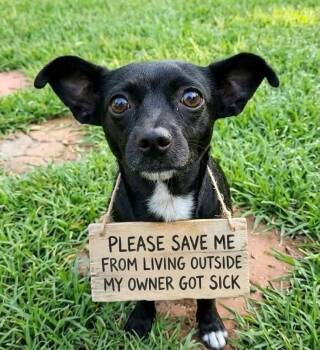DJ -  Chihuahua and Dachshund Dog for Adoption in Cary, North Carolina - DJ | PetCurious